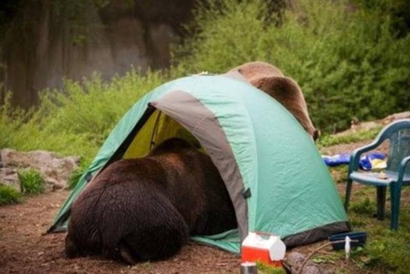 bear lying down in a tent