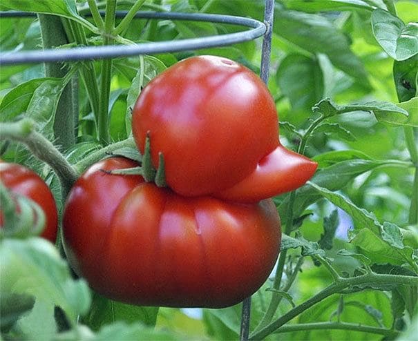A tomato that looks like a duck 