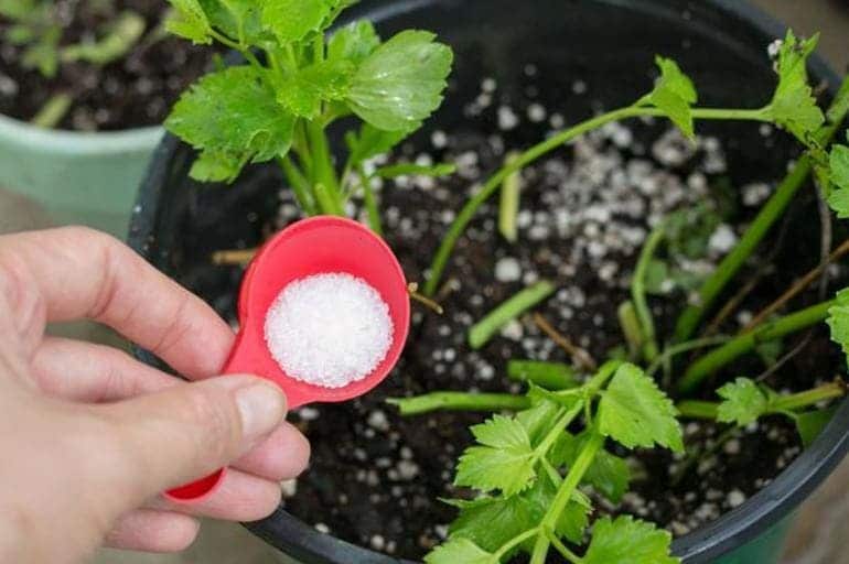 Putting salt on a plant to deter bugs.