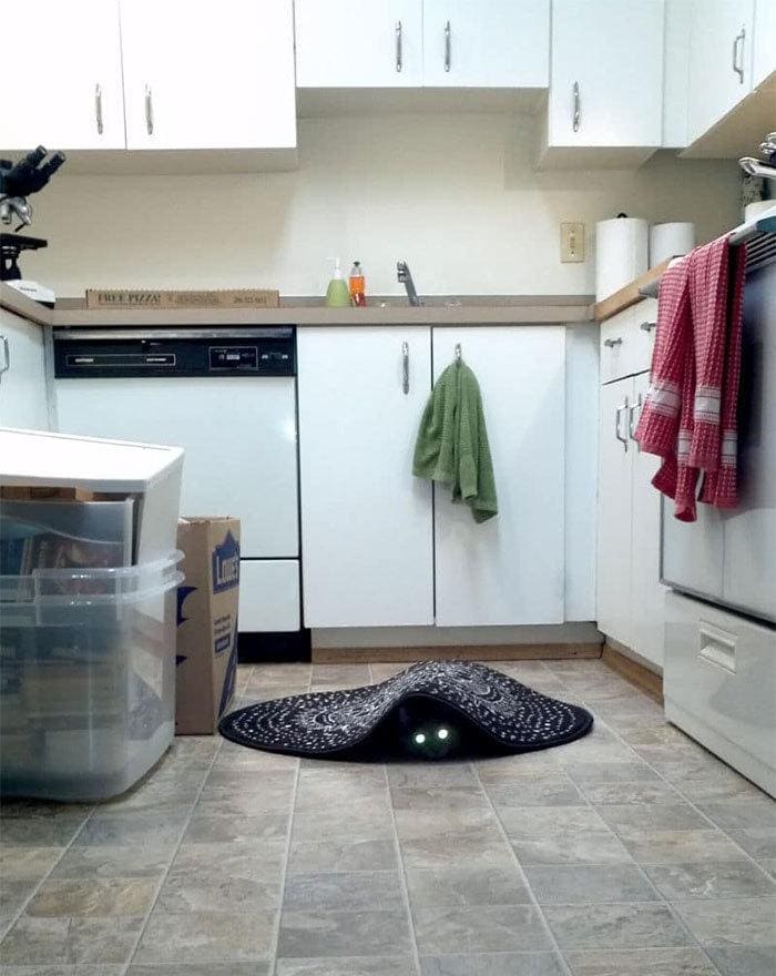 Cat lying under a rug in the kitchen; its eyes glowing. 