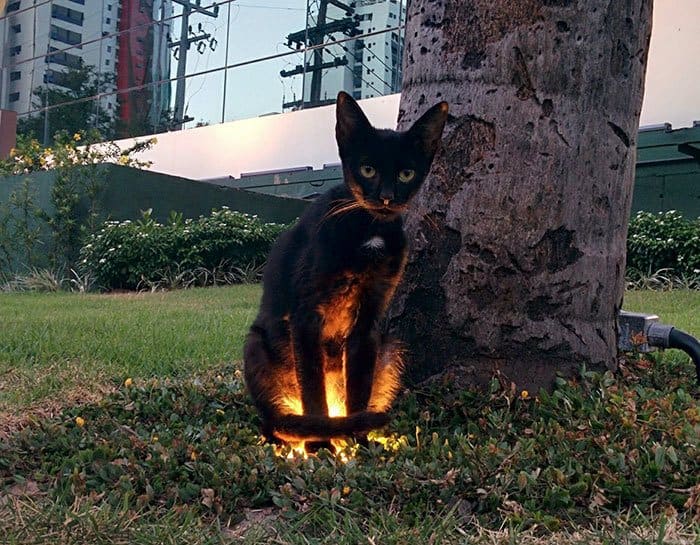 Cat sitting next to a tree over a light on the grass, making it glow 