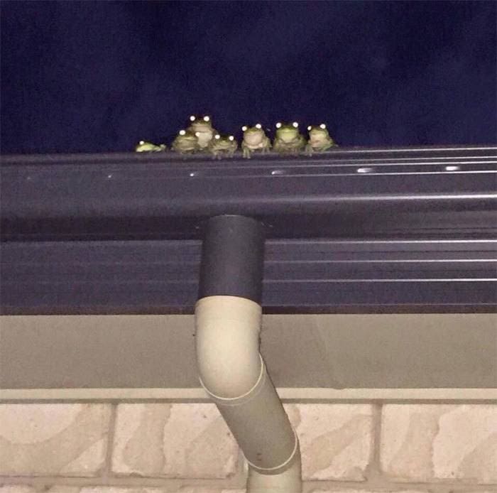 Family of frogs on a roof 