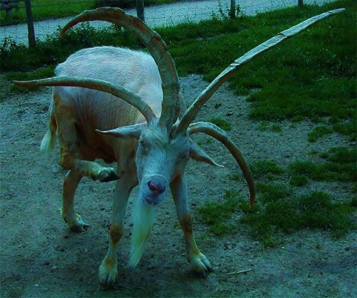 Billy goat with large antlers