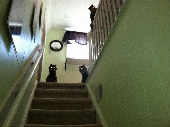 Two cats staring down from the top of the stairs; their eyes glowing