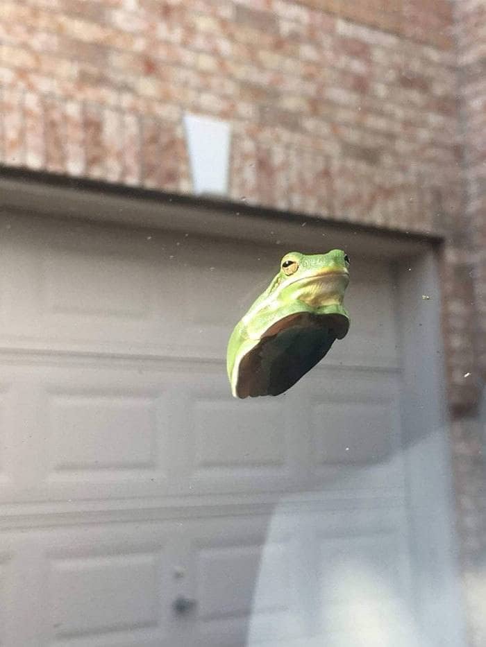 Frog stuck on a window shield 