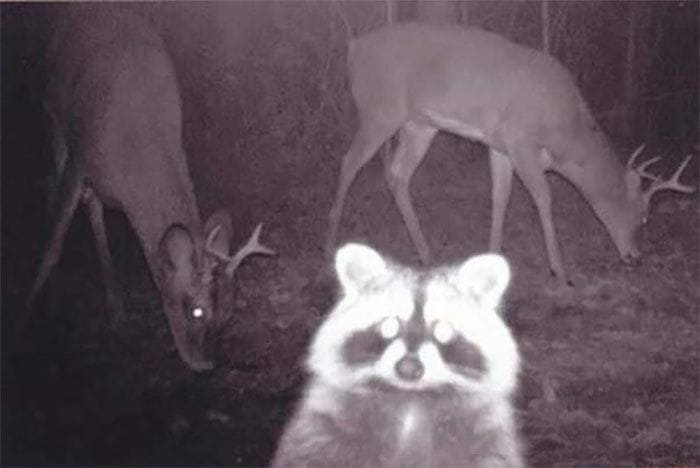Trail cam photo of a raccoon staring at the camera in front of two deer 