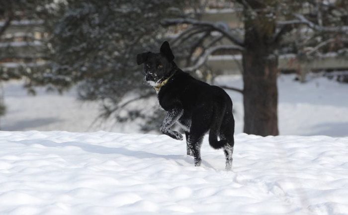 A cute black and white dog standing in the snow, alert with his front leg up. 