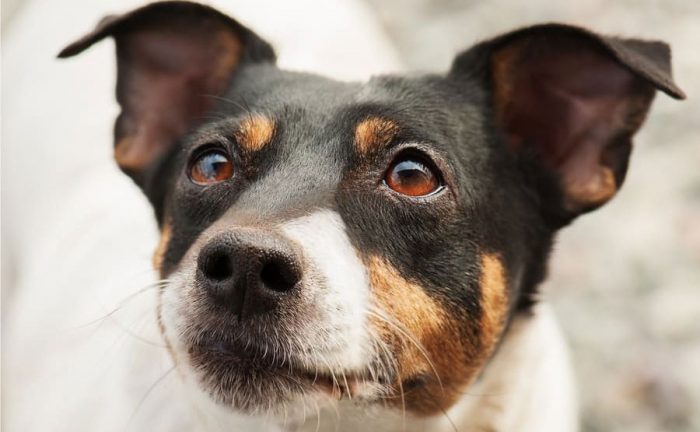 Jack Russell Terrier is looking up as if they are asking a question. 