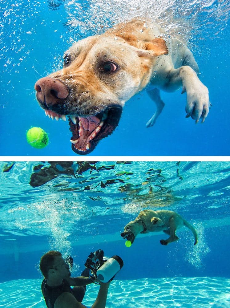 A dog catching a ball underwater/ a man taking a picture of a dog underwater