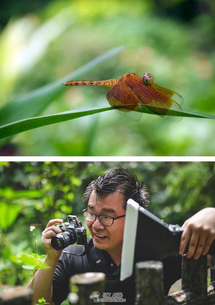A close-up photo of a bug on a leaf/ a man taking a photo of a bug on a leaf