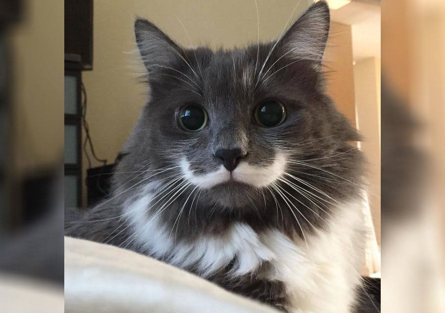 A grey cat with white fur where a human would have a mustache. 