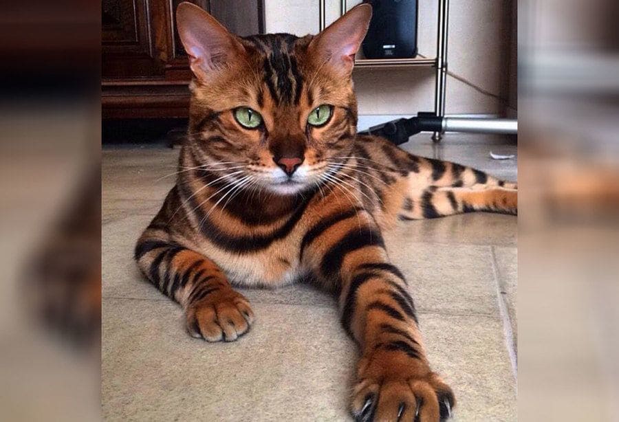 A cat with fur in colors and the same pattern as a Tiger. 