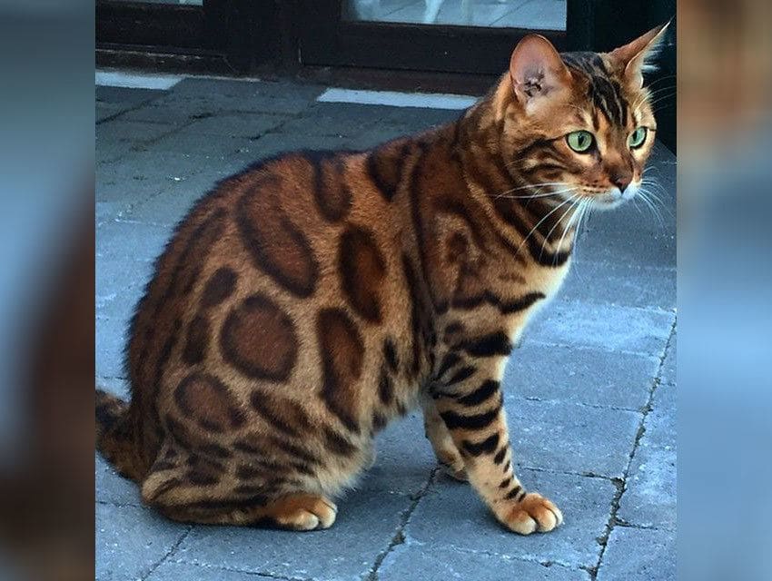 A cat which has the same color and pattern, kind of like spots, like a leopard.