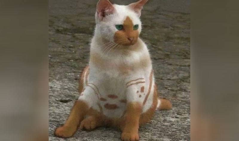 A white and red furry cat with red fur designed like clay paintings. 