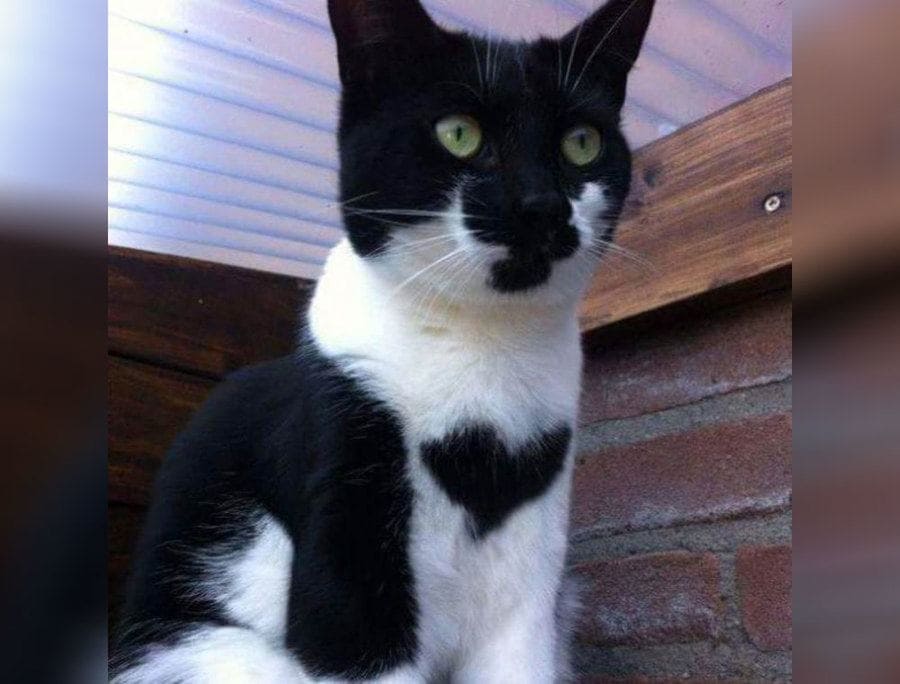A cat with a heart-shaped spot of fur on his chest. 