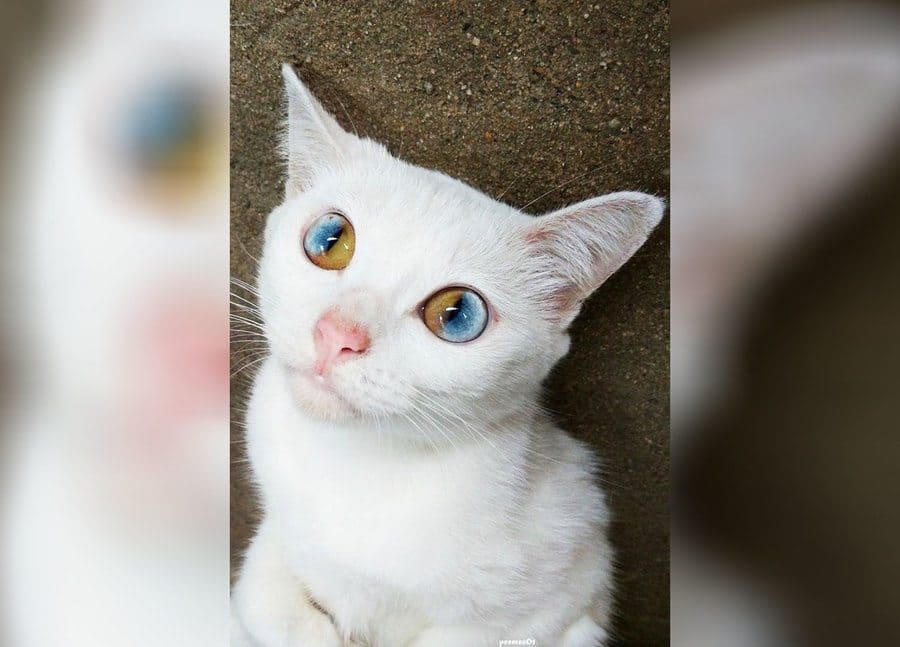 A photograph of a cat with each eye, both blue and brown. 
