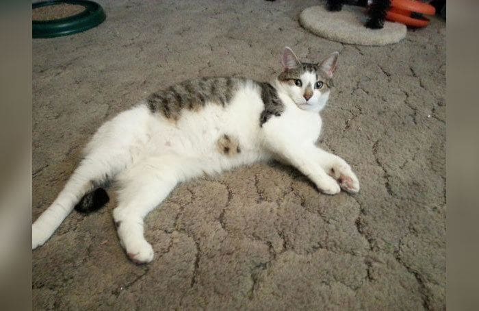 A cat with a spot of fur on his stomach in the shape and style of a chocolate chip cookie. 