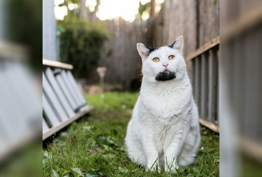 A white cat with black patches of fur on his chin and next to his ears resembling Walter White. 