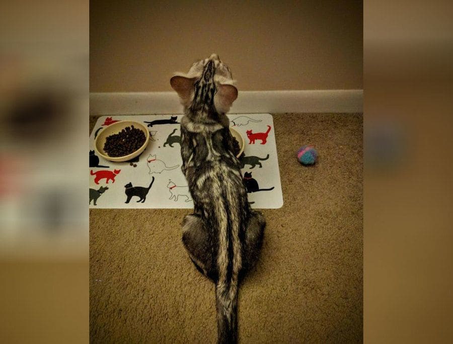 Photograph of a cat sitting next to his food with his fur shaped like the outline of a sword with a nice handle down his back and tail. 