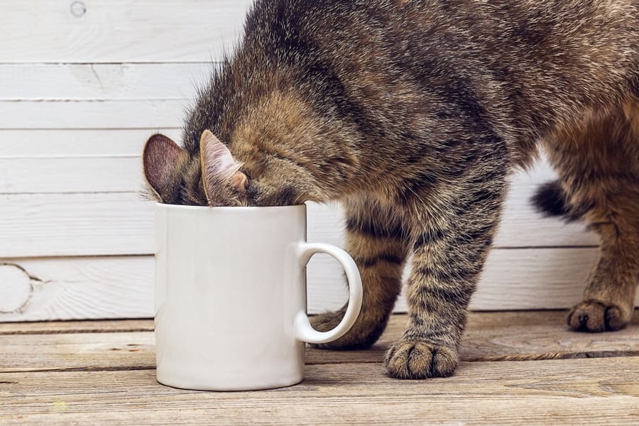 A cat drinking coffee out of a mug