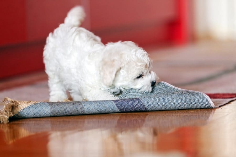 ute small bichon Frise puppy playing with a rug, notice the shallow depth of field