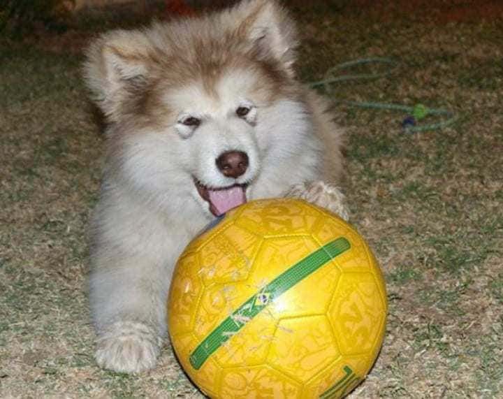 Yumna Saloojee's pet playing with a ball