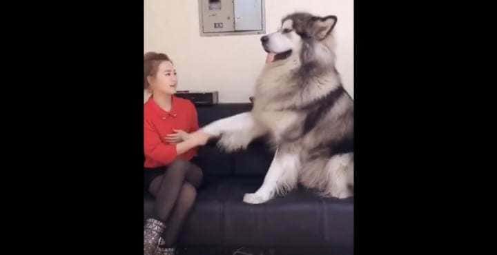 Alaskan malamute gives his paw to his owner 