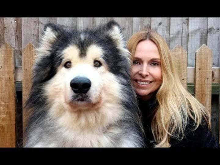 Anneka Svenska and her giant dog
