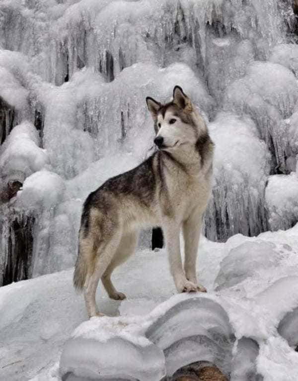 Loki the Wolfdog in the snow