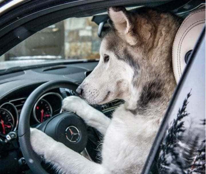 Loki the Wolfdog behind the wheel of a car