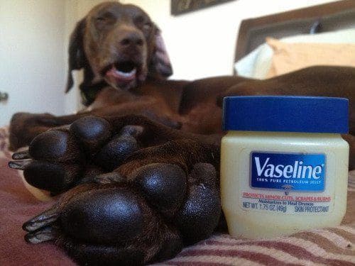 Dog feet and Vaseline 