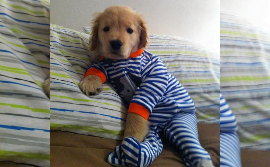 A cute tan dog in onesie pajamas 
