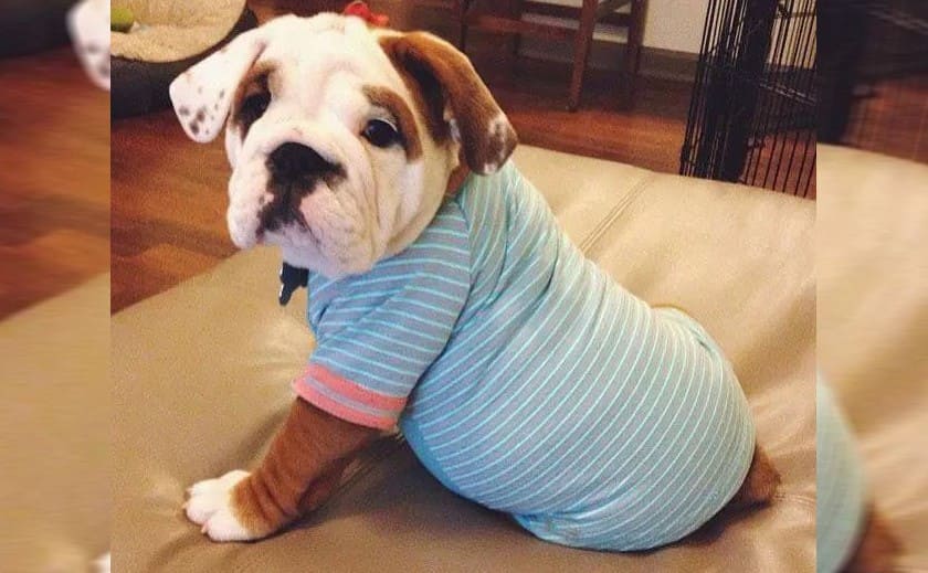 A bulldog in pajamas
