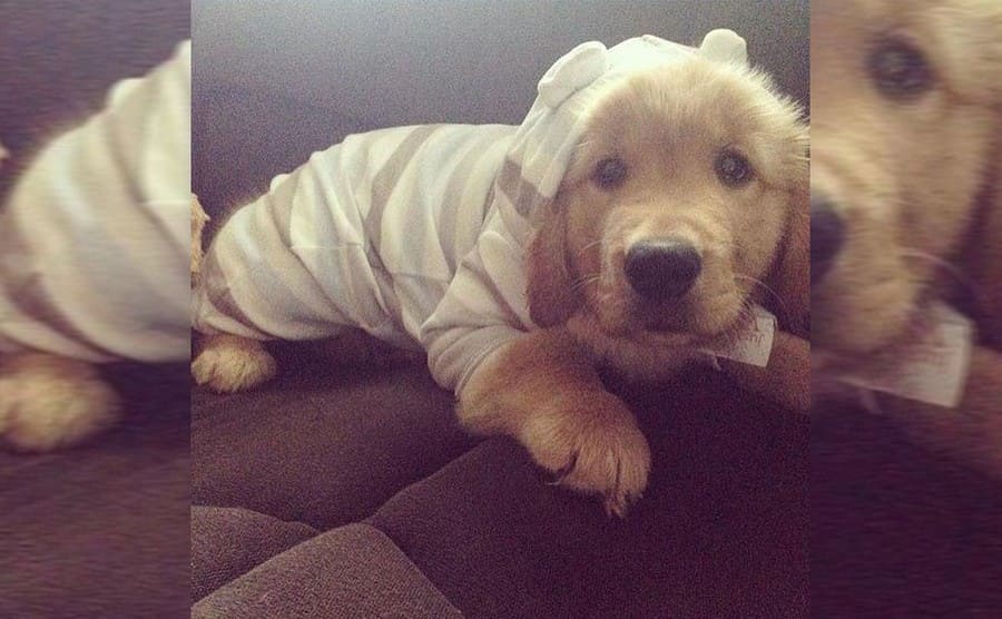 A cute dog wearing pajamas with a hood 