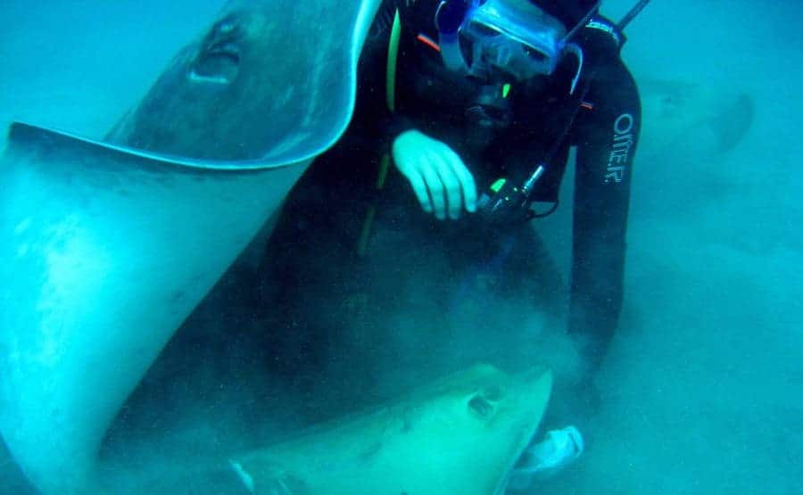 Steve Irwin under water with the stingrays 