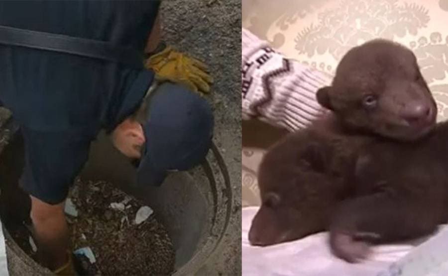 A firefighter sticking their arm down a storm drain / Two of the cubs cuddling on a couch 