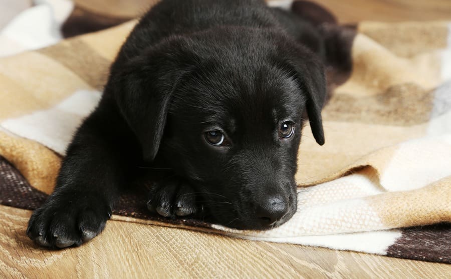 A black Labrador puppy