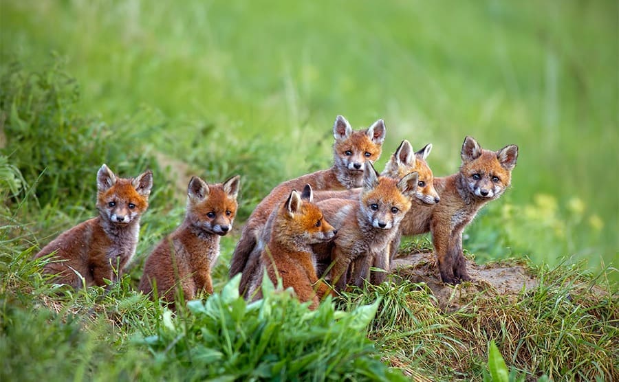 Little fox cubs 