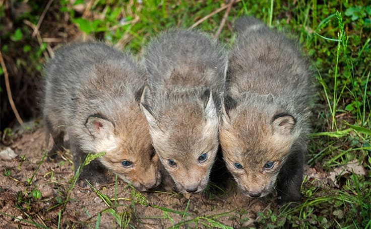 Three little red fox kits nibbling on something in the grass 