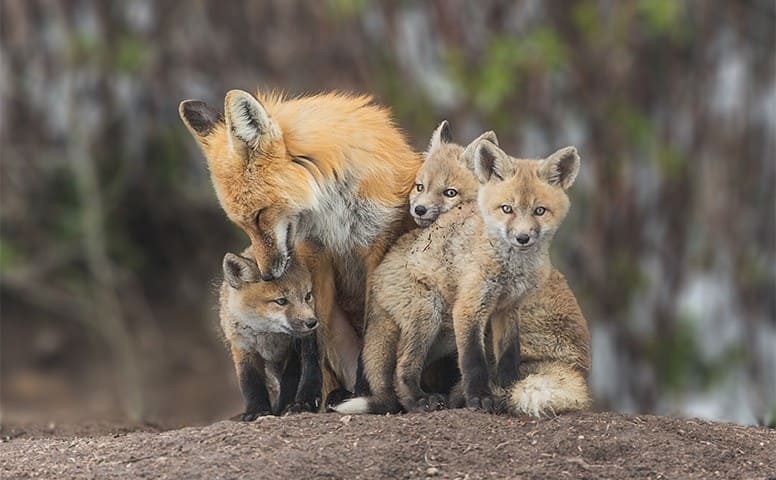 Red fox kits snuggling up to their mother 
