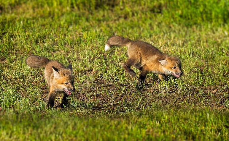 Two red fox kits running around 
