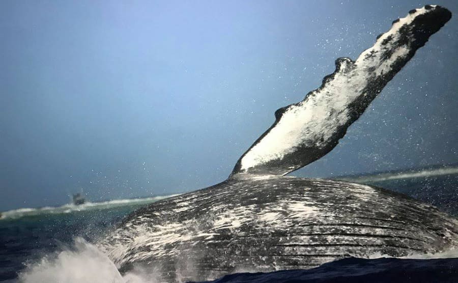 A humpback whale half out of the water 