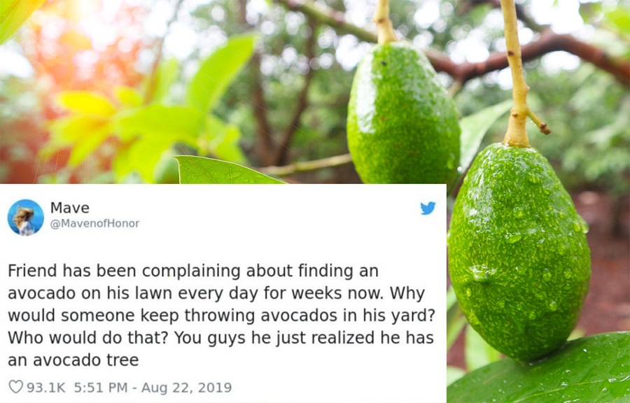A tweet about how someone’s friend keeps finding avocado’s in his yard and doesn’t understand where they are coming from and mentioning that he realized he has an avocado tree / An avocado tree 