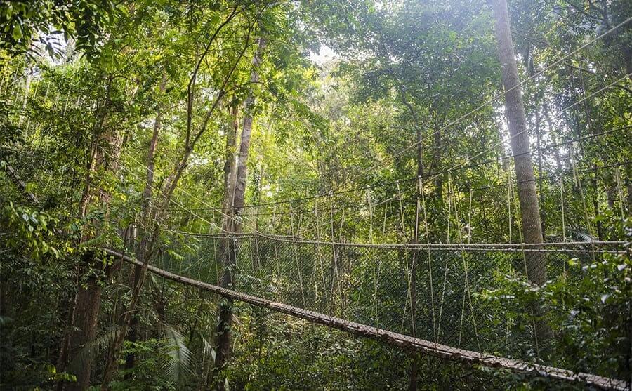 The Taman Negara Canopy Walkway over the jungle in Malaysia 