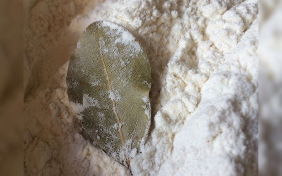 Bay leaves in a flour