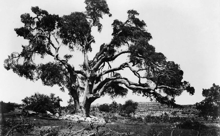 An old oak tree standing in a field