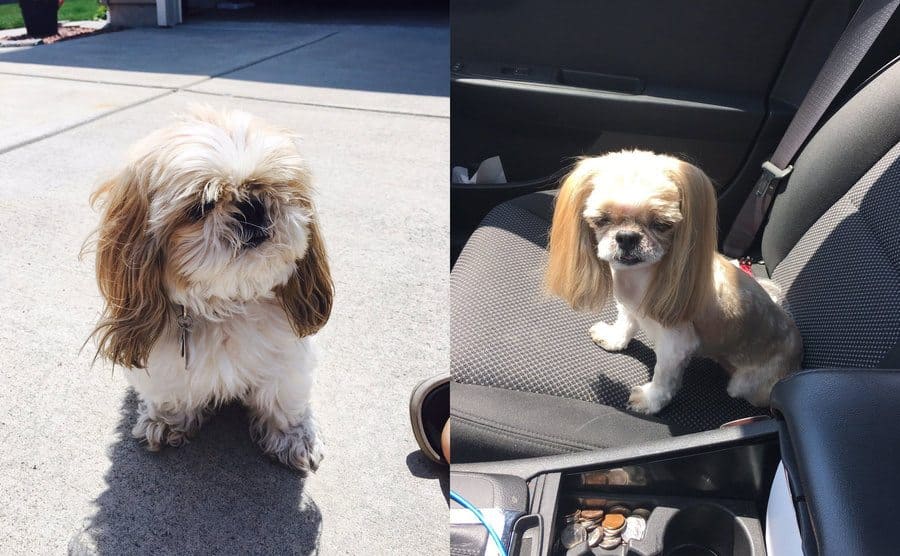 Izquierda: imagen de peludo perrito con orejas largas, derecha: perrito extrañamente acicalado
