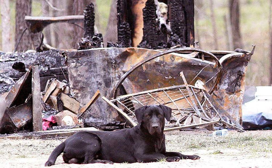 The family’s black Labrador is sitting in front of the burned home. 