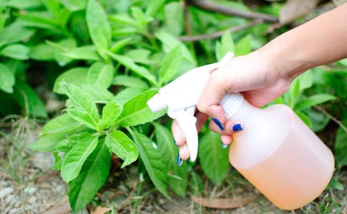 A woman is spraying a homemade pesticide on her garden