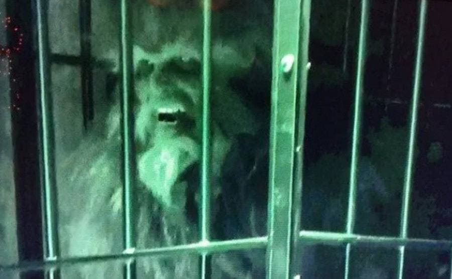 Bigfoot stands locked in a cell. 